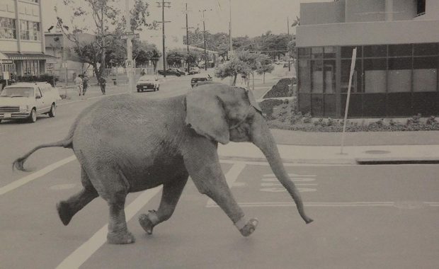 Tyke the Elephant running through Honolulu