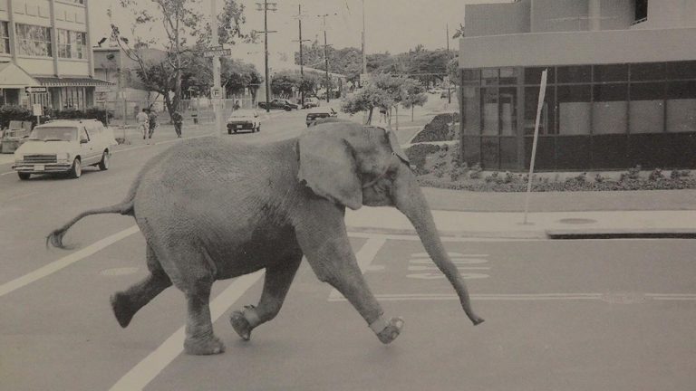 Tyke the Elephant running through Honolulu